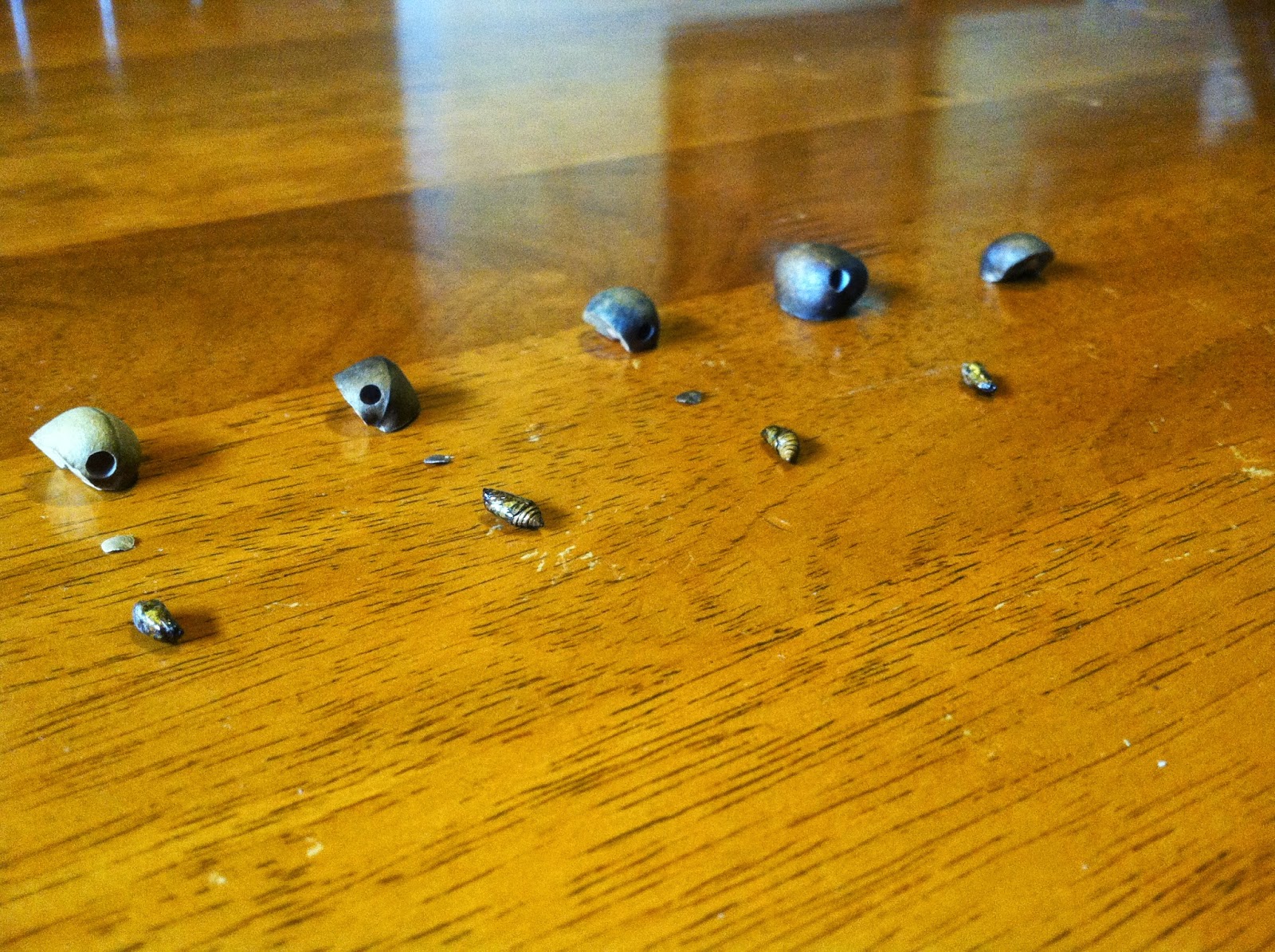 The Wakefields in Mexico The Parable of the Lost Mexican Jumping Beans